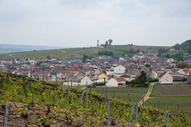 Moulin de Verzenay yakınlarındaki büyük cru Champagne üzüm bağları, Montagne de Reims yakınlarındaki Pinot noir üzüm bitkileri Verzy ve Verzenay, Fransa ilkbaharda