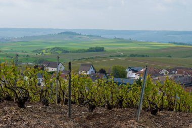 Spring landscape with green grand cru vineyards near Cramant, Avize region Champagne, France. Cultivation of white chardonnay wine grape on chalky soils of Cote des Blancs. clipart