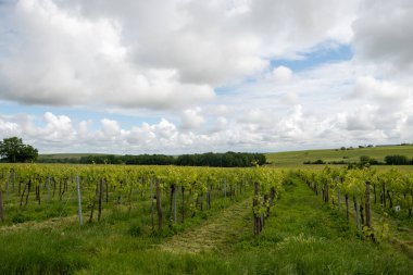 Summer on vineyards of Cognac white wine region, Charente, white ugni blanc grape uses for Cognac strong spirits distillation and wine making, France, Grand Champagne region clipart