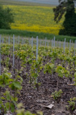 Grand cru Champagne vineyards near Bouzy and Ambonnay cru class villages, rows of pinot noir grape plants in Montagne de Reims in spring, Champagne, France clipart