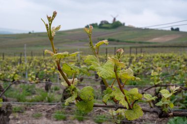 Moulin de Verzenay yakınlarındaki büyük cru Champagne üzüm bağlarına, Montagne de Reims yakınlarındaki Pinot noir üzüm fabrikalarına Verzy ve Verzenay, Champagne, France