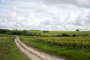 Konyak beyaz şarap bölgesi üzüm bağlarında yaz mevsimi, Charente, beyaz ugni Blanc üzümü konyak güçlü alkol damıtma ve şarap yapımı için kullanılır, Fransa, Grand Champagne bölgesi