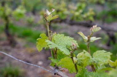 Moulin de Verzenay yakınlarındaki büyük cru Champagne üzüm bağlarına, Montagne de Reims yakınlarındaki Pinot noir üzüm fabrikalarına Verzy ve Verzenay, Champagne, France