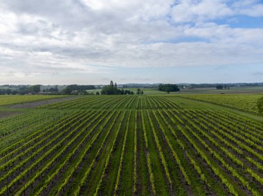 Konyak beyaz şarap bölgesi üzüm bağlarında yaz mevsimi, Charente, beyaz ugni beyaz üzüm üzümü konyak güçlü ruhlar damıtma ve şarap yapımı için kullanılır, Fransa, Grand Champagne bölgesi, hava manzarası
