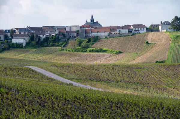 stock image Spring landscape with green grand cru vineyards near Cramant, Avize region Champagne, France. Cultivation of white chardonnay wine grape on chalky soils of Cote des Blancs.