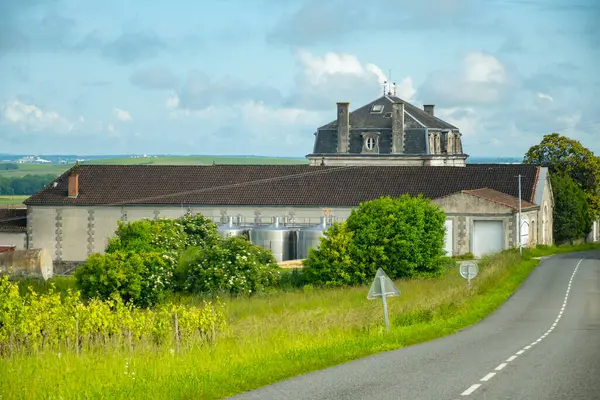 stock image Summer on vineyards of Cognac white wine region, Charente, white ugni blanc grape uses for Cognac strong spirits distillation and wine making, France, Grand Champagne region