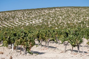 Landscape with famous sherry wines grape vineyards in Andalusia, Spain, sweet pedro ximenez or muscat, or palomino grape plants, used for production of jerez, sherry sweet, brandy and dry wines clipart