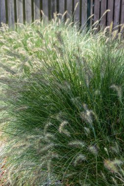 Pennisetum alopecuroides - Bahçe dekorasyon fabrikası Çeşme Çimeni yaz bahçesinde