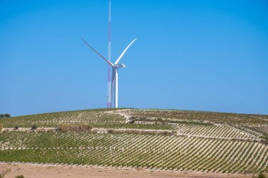 Landscape with famous sherry wines grape vineyards in Andalusia, Spain, sweet pedro ximenez or muscat, or palomino grape plants, used for production of jerez, sherry sweet, brandy and dry wines clipart