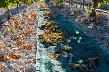 Sun drying of sweet white pedro ximenez or muscat grapes after harvesting on famous sherry wines vineyards in Andalusia, Spain, production sherry sweet wines in Montilla-Moriles clipart