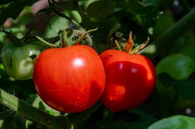 Bahçede bir sürü kırmızı ve yeşil olgun organik domatesli domates sarmaşığı.
