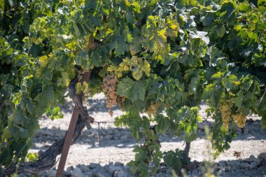 Harvest on famous sherry wines grape vineyards in Andalusia, Spain, sweet pedro ximenez or muscat, or palomino grapes, used for production of jerez, sherry sweet , brandy and dry wines clipart