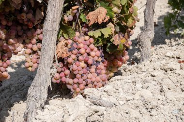 Harvest on famous sherry wines grape vineyards in Andalusia, Spain, sweet pedro ximenez or muscat, or palomino grapes, used for production of jerez, sherry sweet , brandy and dry wines clipart