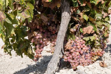Endülüs, İspanya 'daki ünlü şarap üzüm bağları, tatlı pedro ximenez ya da muscat, ya da palomino üzümleri, Jeremy, Sherry Sweet, brendi ve kuru şarap yapımında kullanılır.