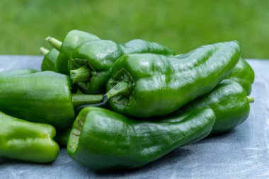 Padron belediyesinden Padron yeşili İspanyol biberi ya da Herbn biberi çeşitleri, ızgara ya da barbekü.