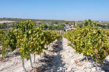 Sun drying of sweet white pedro ximenez or muscat grapes after harvesting on famous sherry wines vineyards in Andalusia, Spain, production sherry sweet wines in Montilla-Moriles clipart