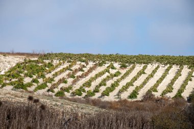 Landscape with famous sherry wines grape vineyards in Andalusia, Spain, sweet pedro ximenez or muscat, or palomino grape plants, used for production of jerez, sherry sweet, brandy and dry wines clipart