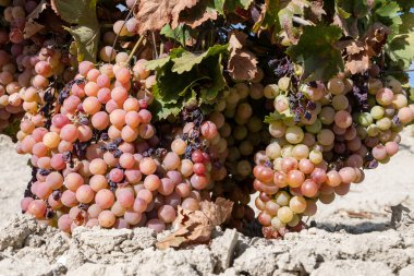 Harvest on famous sherry wines grape vineyards in Andalusia, Spain, sweet pedro ximenez or muscat, or palomino grapes, used for production of jerez, sherry sweet , brandy and dry wines clipart