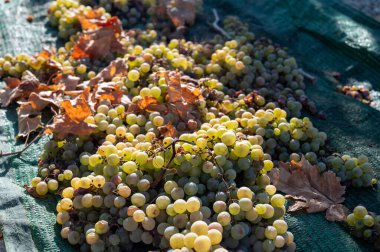 Sun drying of sweet white pedro ximenez or muscat grapes after harvesting on famous sherry wines vineyards in Andalusia, Spain, production sherry sweet wines in Montilla-Moriles clipart