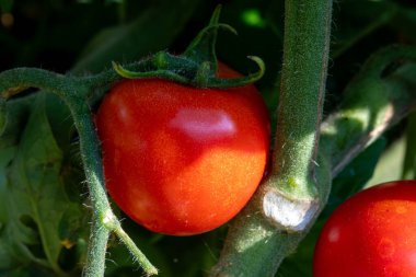 Bahçede bir sürü kırmızı ve yeşil olgun organik domatesli domates sarmaşığı.