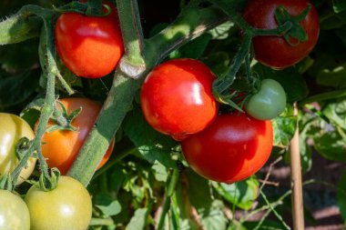 Bahçede bir sürü kırmızı ve yeşil olgun organik domatesli domates sarmaşığı.