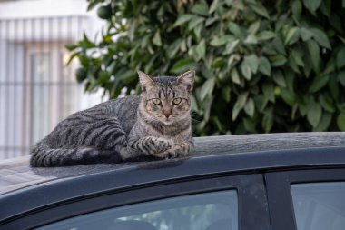 İyi yaşayan sokak kedileri Jerez de la Frontera, Endülüs, İspanya sokaklarında güneşli bir günün tadını çıkarıyorlar.