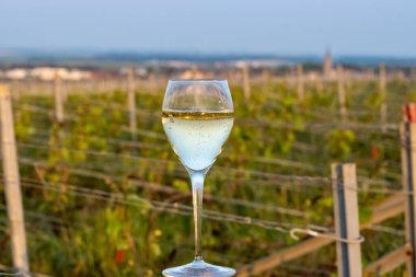 Tasting of grand cru sparkling brut white wine champagne on sunny vineyards of Cote des Blancs in village Cramant, Champagne, France, glass of french wine on vineyard clipart