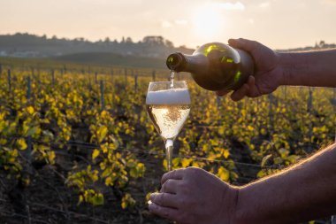 Cramant, Champagne, Fransa 'da Cote des Blancs' ın güneşli bağlarında büyük cru köpüklü beyaz şarap tatmak, cam bardaklara Fransız şarabı dökmek.