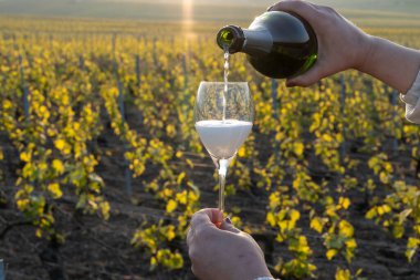 Tasting of grand cru sparkling brut white wine champagne on sunny vineyards of Cote des Blancs in village Cramant, Champagne, France, pouring in glass clipart