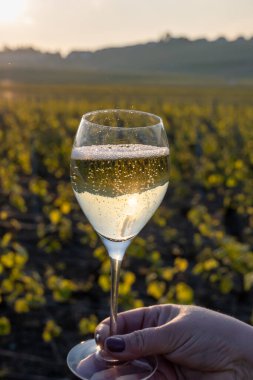 Cramant, Champagne, Fransa 'da Cote des Blancs' ın güneşli üzüm bağlarında bir bardak Fransız şarabıyla el ele tutuşmuş büyük cru köpüklü beyaz şarap tadı.