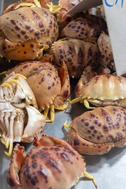 Jerez de la Frontera, Endülüs, İspanya 'da balık pazarında günlük taze okyanus avı Cangrejo kırmızı yengeçleri