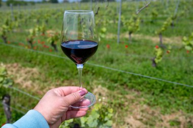 Üzüm bağında kırmızı Cahors şarabı tatmak, Cahors 'ta yaz Fransa' da şarap yapmak, hafta sonu geçmişi, bir bardak Fransız şarabı