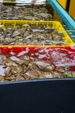 Travelling in France, old wooden huts and oysters farms in Gujan-Mestras village, cultivation, fishing and sale of fresh oysters seashells, Arcachon bay, Atlantic ocean, France, tourists destination clipart