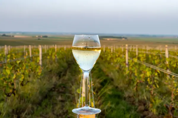 stock image Tasting of grand cru sparkling brut white wine champagne on sunny vineyards of Cote des Blancs in village Cramant, Champagne, France, glass of french wine on vineyard