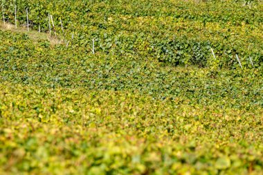 Seasonal workers harvesting ripe white chardonnay wine grapes on Cote des Blancs, harvest on green grand cru vineyards near Oger and Mesnil-sur-Oger,  Champagne, France clipart