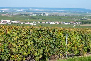 Oger ve Mesnil-sur-Oger yakınlarındaki yeşil büyük Cru üzüm bağlarında hasat zamanı, Fransa Şampanya Bölgesi. Cote des Blanc 'ın kireçli topraklarında beyaz şarap üzümü yetiştiriyorum.