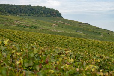 Oger ve Mesnil-sur-Oger yakınlarındaki yeşil büyük Cru üzüm bağlarında hasat zamanı, Fransa Şampanya Bölgesi. Cote des Blanc 'ın kireçli topraklarında beyaz şarap üzümü yetiştiriyorum.