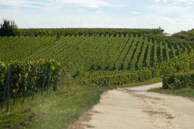 Oger ve Mesnil-sur-Oger yakınlarındaki yeşil büyük Cru üzüm bağlarında hasat zamanı, Fransa Şampanya Bölgesi. Cote des Blanc 'ın kireçli topraklarında beyaz şarap üzümü yetiştiriyorum.