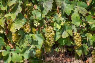 Cote des Blancs 'ın kireçli topraklarında yetişen olgun şarap üzümleri Oger ve Mesnil-sur-Oger yakınlarındaki Grand Cru üzüm bağlarında hasat ediliyor.