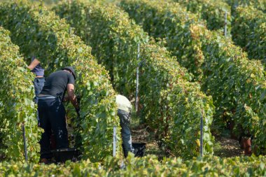 Mevsimlik işçiler olgun beyaz Chardonnay şarabı üzümlerini Cote des Blancs 'ta hasat ederken, Oger ve Mesnil-sur-Oger yakınlarındaki yeşil büyük Cru üzüm bağlarında hasat ederken,