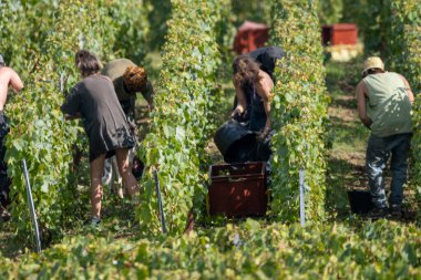 Mevsimlik işçiler olgun beyaz Chardonnay şarabı üzümlerini Cote des Blancs 'ta hasat ederken, Oger ve Mesnil-sur-Oger yakınlarındaki yeşil büyük Cru üzüm bağlarında hasat ederken,