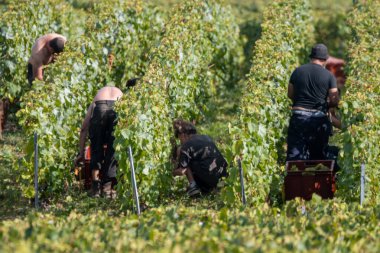 Mevsimlik işçiler olgun beyaz Chardonnay şarabı üzümlerini Cote des Blancs 'ta hasat ederken, Oger ve Mesnil-sur-Oger yakınlarındaki yeşil büyük Cru üzüm bağlarında hasat ederken,
