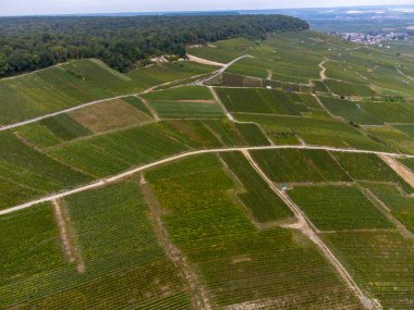 Oger ve Mesnil-sur-Oger yakınlarındaki yeşil büyük Cru üzüm bağlarının havadan görünüşü, Champagne bölgesi, Fransa. Cote des Blancs 'ın kireçli topraklarında beyaz şarap üzümü ekimi, hasat.