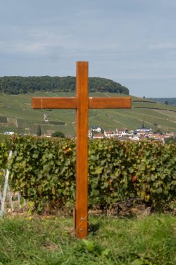 Oger ve Mesnil-sur-Oger yakınlarındaki yeşil büyük Cru üzüm bağlarında hasat zamanı, Fransa Şampanya Bölgesi. Cote des Blanc 'ın kireçli topraklarında beyaz şarap üzümü yetiştiriyorum.