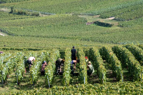 Mevsimlik işçiler olgun beyaz Chardonnay şarabı üzümlerini Cote des Blancs 'ta hasat ederken, Oger ve Mesnil-sur-Oger yakınlarındaki yeşil büyük Cru üzüm bağlarında hasat ederken,