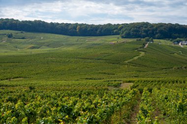 Cramant ve Avize yakınlarındaki Grand Cru üzüm bağları ile manzara, bölge Champagne, Fransa. Beyaz Chardonnay şarabının yetiştirilmesi ve hasat edilmesi Cote des Blancs 'ın kireçli topraklarında üzümdür.