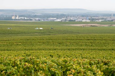 Cramant ve Avize yakınlarındaki Grand Cru üzüm bağları ile manzara, bölge Champagne, Fransa. Beyaz Chardonnay şarabının yetiştirilmesi ve hasat edilmesi Cote des Blancs 'ın kireçli topraklarında üzümdür.