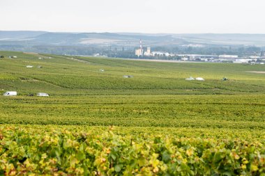 Cramant ve Avize yakınlarındaki Grand Cru üzüm bağları ile manzara, bölge Champagne, Fransa. Beyaz Chardonnay şarabının yetiştirilmesi ve hasat edilmesi Cote des Blancs 'ın kireçli topraklarında üzümdür.
