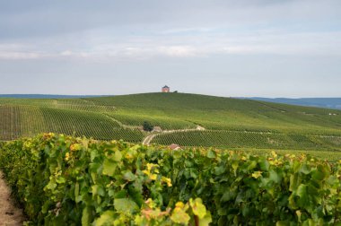 Cramant ve Avize yakınlarındaki Grand Cru üzüm bağları ile manzara, bölge Champagne, Fransa. Beyaz Chardonnay şarabının yetiştirilmesi ve hasat edilmesi Cote des Blancs 'ın kireçli topraklarında üzümdür.