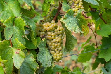 Cote des Blancs 'ta olgunlaşmış beyaz şarap üzümleri hasat için hazır. Cramant ve Avize yakınlarındaki yeşil büyük cru üzüm bağları, bölge Champagne, Fransa